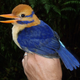Illustration for article titled First-Ever Photos of the Elusive Moustached Kingfisher